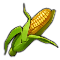 Corn